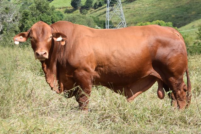 Glenlands Cadella